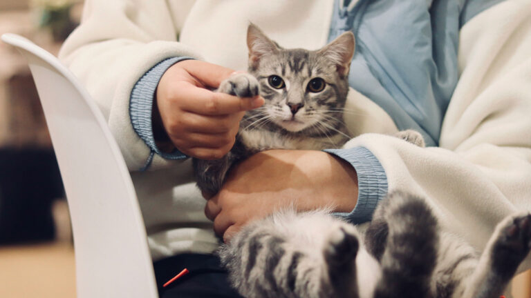 National Vet Clinic Chain challenge image